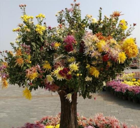 上海造型菊花